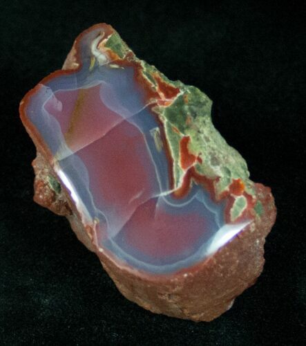 Vibrantly Colored Yellow Cat Petrified Wood - Wyoming #12198